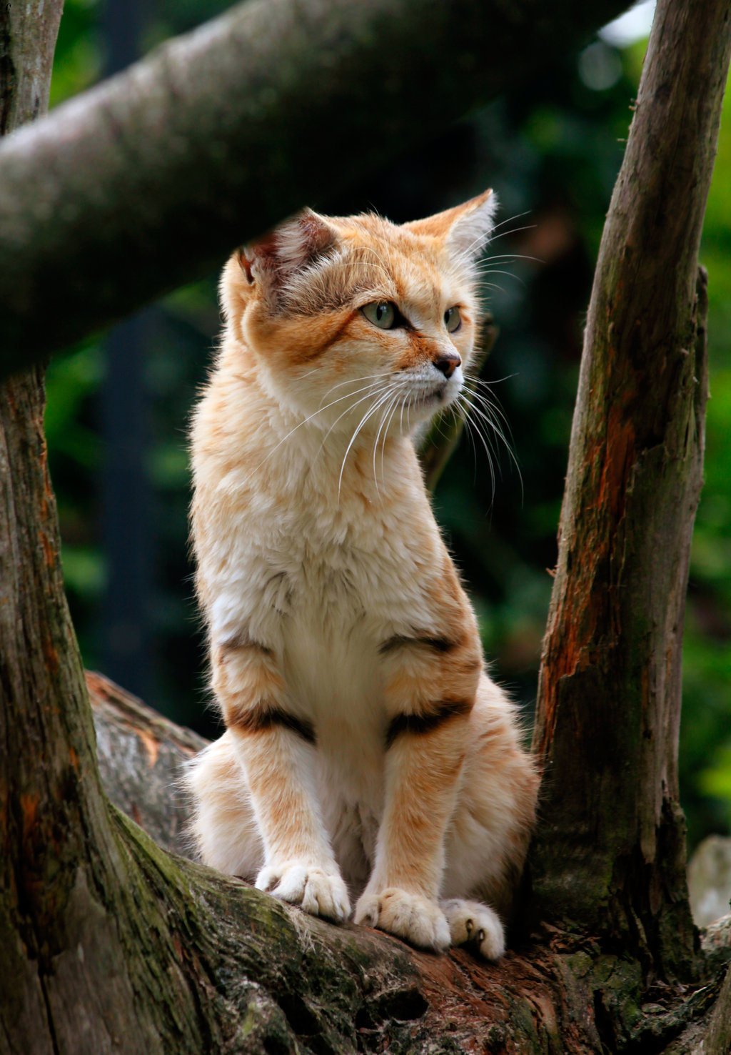 10bullets:  Sandcat by ~PenguinPhotography 