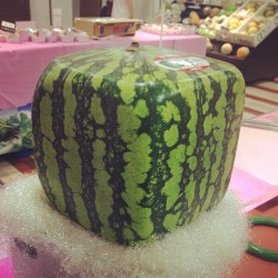 engelene:  The popular #cube #watermelon. There was no price. Probably priceless. :) #kobe #japan #fruit (at ダイエー 三宮駅前店)