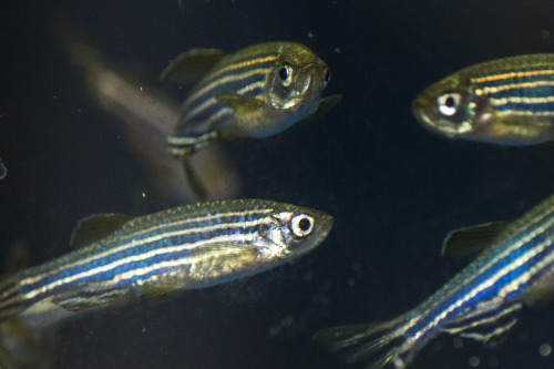 Zebrafish Model of a Learning and Memory Disorder Shows Better Way to Target TreatmentUsing a zebraf