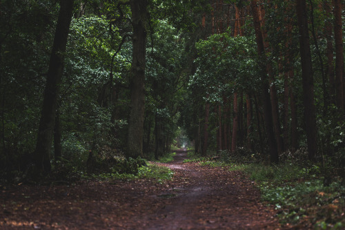 XXX dennybitte:  a rainy summer day in the woods photo