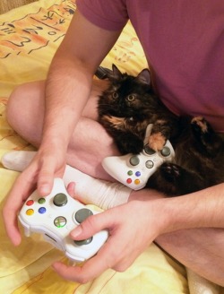 cumaeansibyl:  hoshikira:  catasters:  &ldquo;Boss Fight? Your Turn, Human…&rdquo;  fuck no  these fucking fake geek cats 