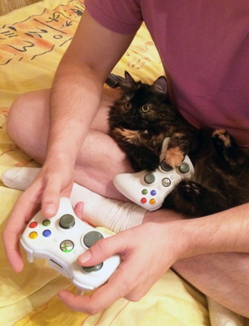 cumaeansibyl:  hoshikira:  catasters:  “Boss Fight? Your Turn, Human…”  fuck no  these fucking fake geek cats 