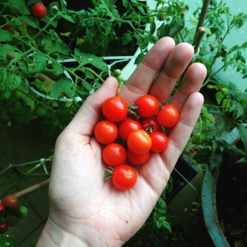  #tomato #tomatoes #greenthumb #sydney #waterloo #homegrown #balcony #garden #yum