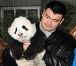 New Post has been published on http://bonafidepanda.com/dont-forget-yao-ming-ginormous/Don’t Forget Yao Ming is Still GINORMOUSHe has been known before as “The Walking Great Wall of China.” He somehow helped boost the so-called Asian pride in a