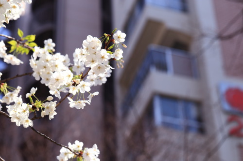 kaoru-sakurazaka: SAKURA - Mar. 30, 2015