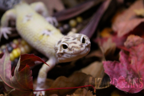 lizardbeans: Excuse me, this is a gecko photoshoot. Not a banana photoshoot. 