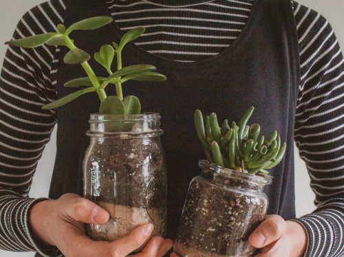 embrasant: these are my new plant children!!