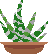 hayworthia succulent pixel