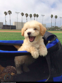 aplacetolovedogs:   Adorable Maltipoo puppy named Stitch, he’s 3 months old and happy as can be! roooney  Visit our poster store Rover99.com 