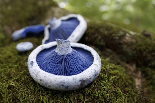 quiet-nymph: Fantastic Fungi photography by eyelyft on Flickr