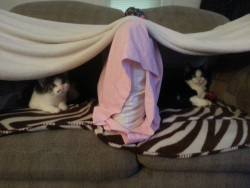 awwww-cute:  My neice made a fort for her