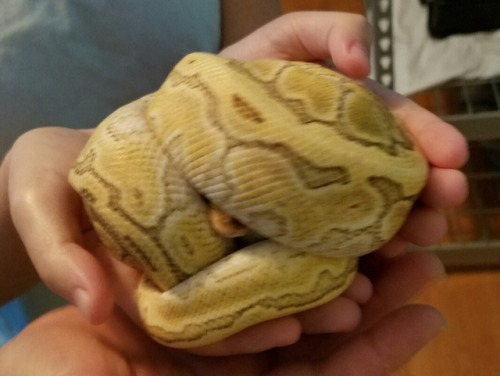 dadbyul:new baby! she arrived an hour ago safe and sound from dynasty reptiles!she’s an 11mo old les