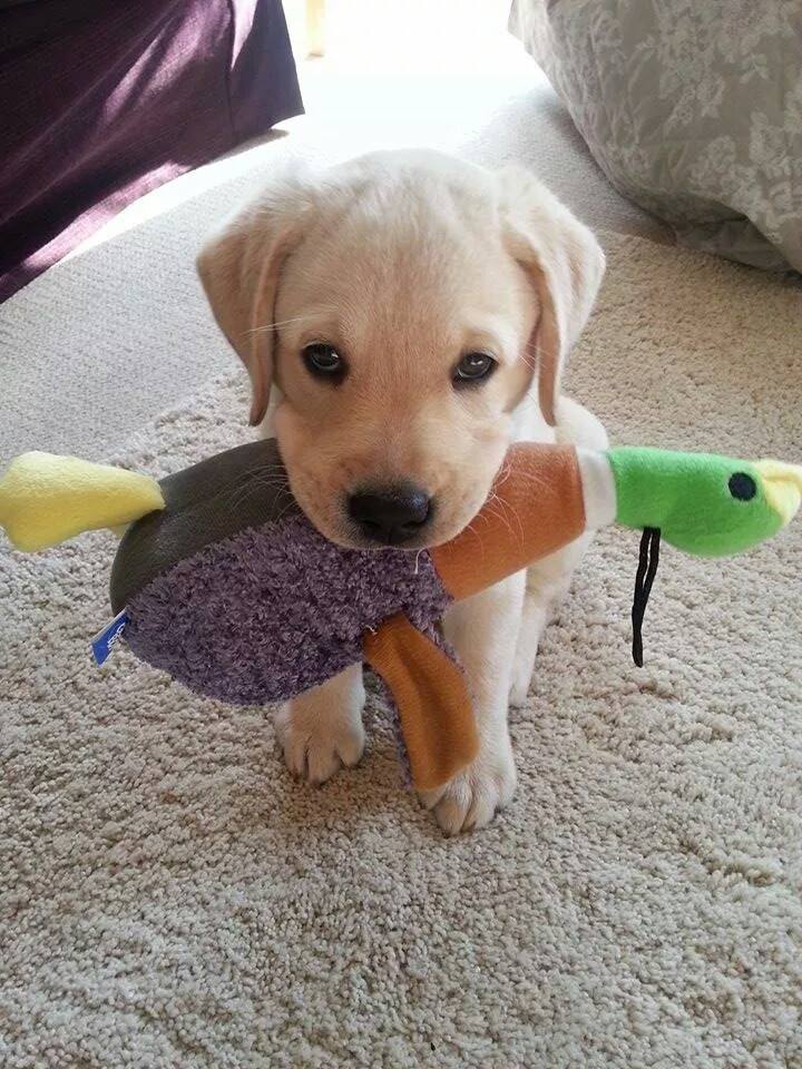 awwww-cute:  Look what I caught!