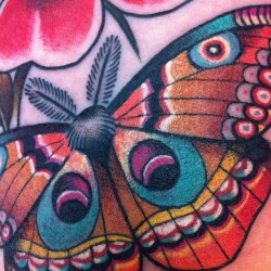 guendouglas:  Moth detail  from today inner