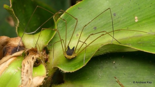 onenicebugperday: Bunny Harvestman, Metagryne bicolumnata, Opilionesby Andreas Kay