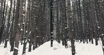 a picture of a line tree forest in the winter