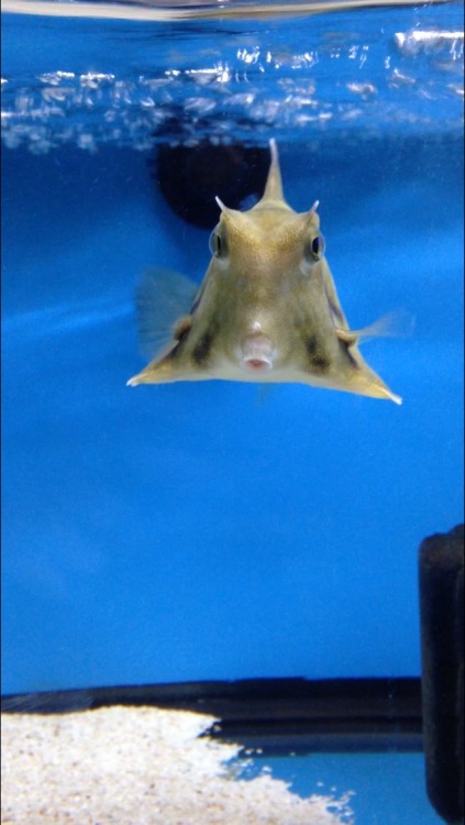 likesplatterpaint:Goofy lookin’ cowfish at HoT.Illuminati fish