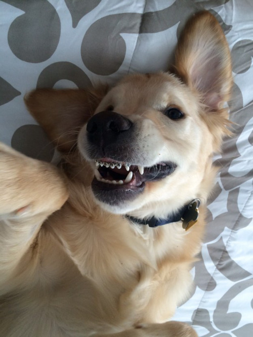 coolthingoftheday: As Wesley the golden retriever got older, his owner, Molly Moore, began to notice