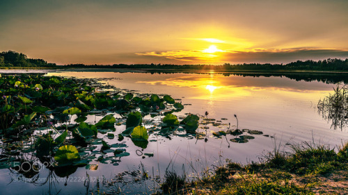 Lotuses. by Nikolay0065