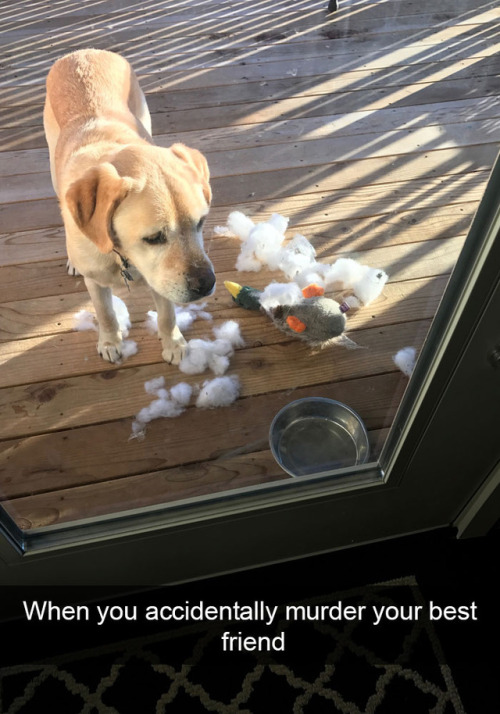animalsnaps