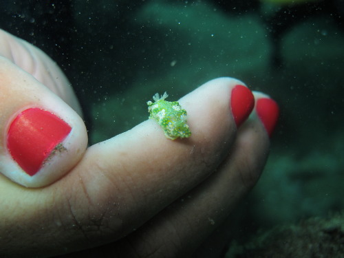 Porn seacuties:  trynottodrown:  some tiny nudis photos