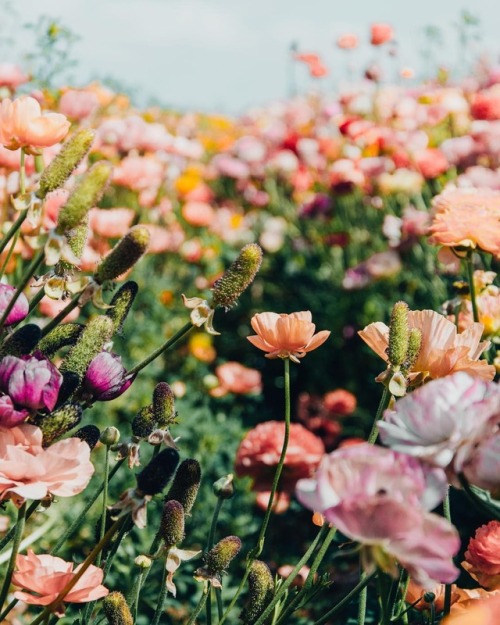 floralls:Flower Field by Arielle Vey