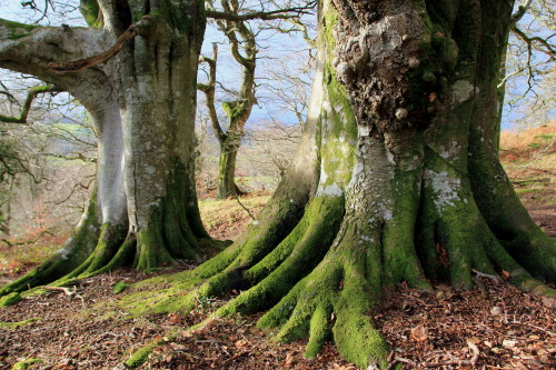 stephenearp:Two trunks