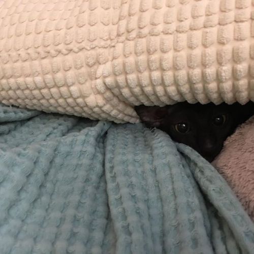 Spoopy lil goblin #cute #cat #kitty #kitten #goblin #blackcat #cornishrex #cornishrexkitten #hiding 