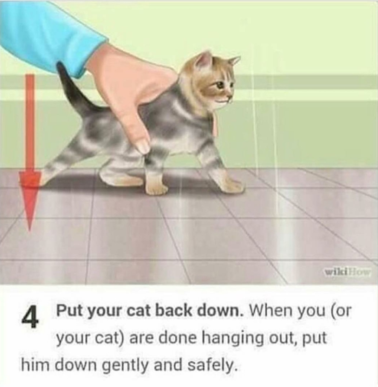 Wikihow Cats Tumblr