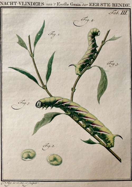 wapiti3: Insects of the Netherlands, illustrated from Life.  ; By Sepp, Jan Christiaan, 1739-18