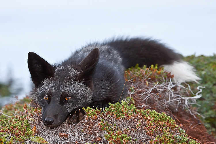 forest-faerie-spirit:  {Young Black Fox} by {Witch-Dr-Tim} 