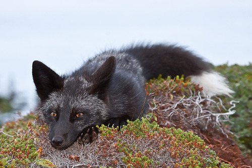 forest-faerie-spirit: {Young Black Fox} by {Witch-Dr-Tim}