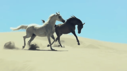 divergent-scorpion:  White &amp; Black
