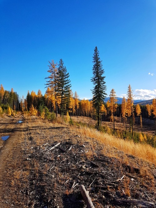 primitive-nature:Beautiful British Columbia