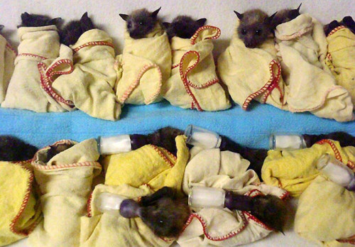 smellestine: allcreatures: Fifteen heat-stressed baby flying foxes (bats) are lined up ready to feed