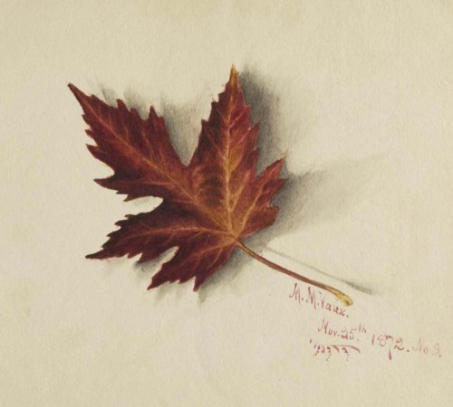 Mary Vaux Walcott, Autumn Leaves,1872. Watercolor on paper. USA. Smithsonian American Art Museum