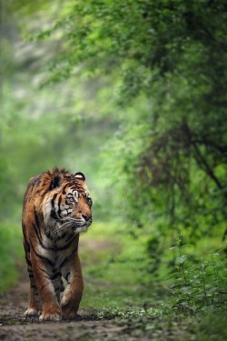 Theanimalblog:  Sumatra Tiger.. Photo By Eric C