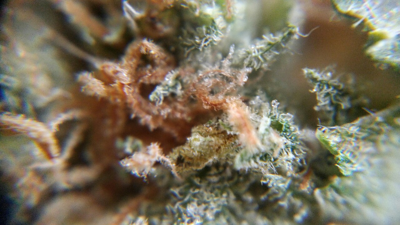 weed-breath:   Zoom 