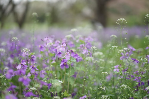 桜に会いに行ったらチューリップも咲いていて ムラサキハナナと菜の花も咲いていて 昭和記念公園は春爛漫でした。 お友達のダックスちゃん。 いつもお洒落で可愛いです。 カメラ目線ありがとう♡