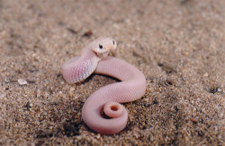 snake-lovers:  Leucistic Western Hognose (Heterodon nasicus) 