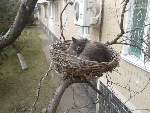 cookpot:[id: Photo of a grey cat laying grumpily in a huge bird’s nest in a tree behind an apartment