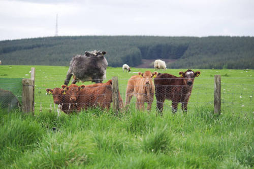 @thejunesky there’s a calf party at the back fence this evening! That second person is a 