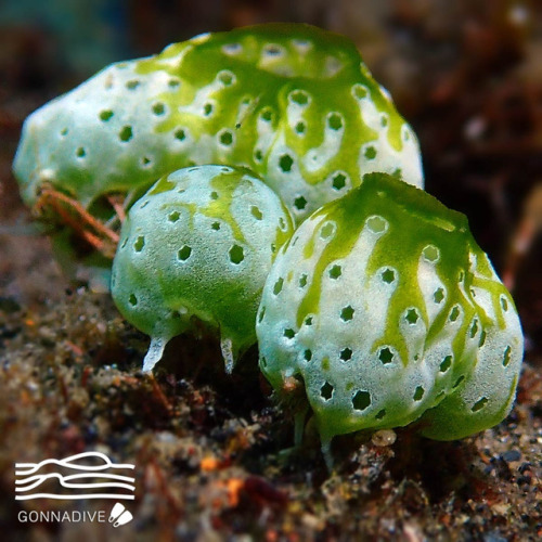 end0skeletal: Sea squirts (or ascidians) are a group of sac-like marine invertebrate 