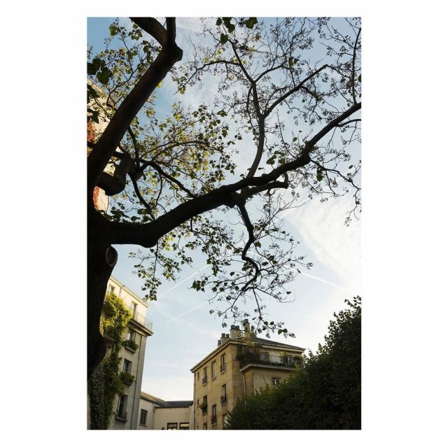 #paris #autumn #france #sun #tree #sky #somewhere #beautiful #leaves #peraphotogallery #streetphotographylife #motherearth #topography #newtopographics #newtopography #architecturephotography #bcncollective #fivesixmag #streetphotography #streetphotographer #storyofthestreet #woofermagazine  #pictorial #perfectday #eyephotomagazine #urbanphotography #sublimestreet #woofermagazine #filmclubeurope #bnw_demand  (på/i París, France) https://www.instagram.com/p/CZBjwHqov2v/?utm_medium=tumblr #paris#autumn#france#sun#tree#sky#somewhere#beautiful#leaves#peraphotogallery#streetphotographylife#motherearth#topography#newtopographics#newtopography#architecturephotography#bcncollective#fivesixmag#streetphotography#streetphotographer#storyofthestreet#woofermagazine#pictorial#perfectday#eyephotomagazine#urbanphotography#sublimestreet#filmclubeurope#bnw_demand