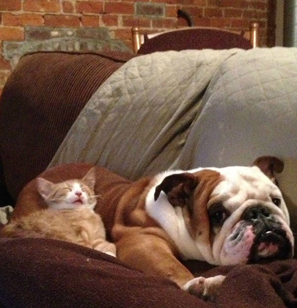 wwinterweb: Cats Using Dogs as Pillows (see 15 more)