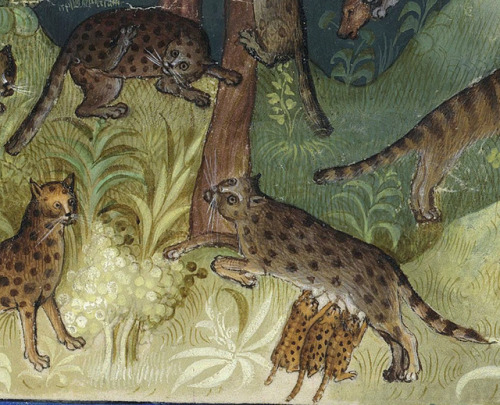 wild catsGaston Phébus, Livre de la chasse, Paris 15th centuryBnF, Français 616, fol. 36r