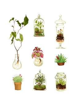 cy-lindric:Plants in glass and pots, Eugène’s