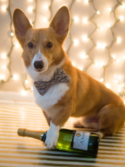 Corgiaddict:  Tucker Wishes Everyone A Fun And Safe New Year’s Eve. Check Out More