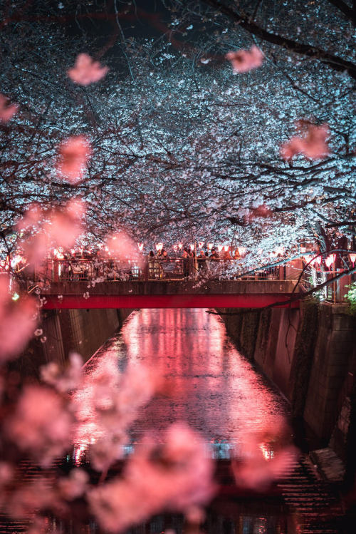 Sakura Season in Japan 2019Photo credits: www.instagram.com/ali.yokota