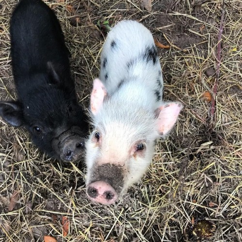 Wednesday and Pugsley hanging out in the yard while I garden. #minipig #petsofinstagram #petsagram